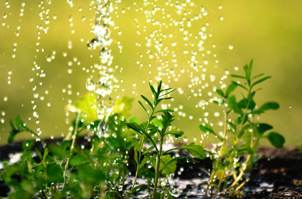 ¿Influye el agua de riego en la salud de mis plantas?